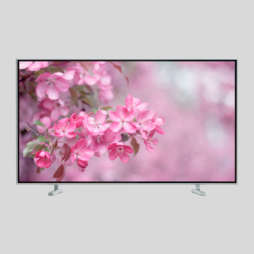 Pink blossom digital TV Wall Art